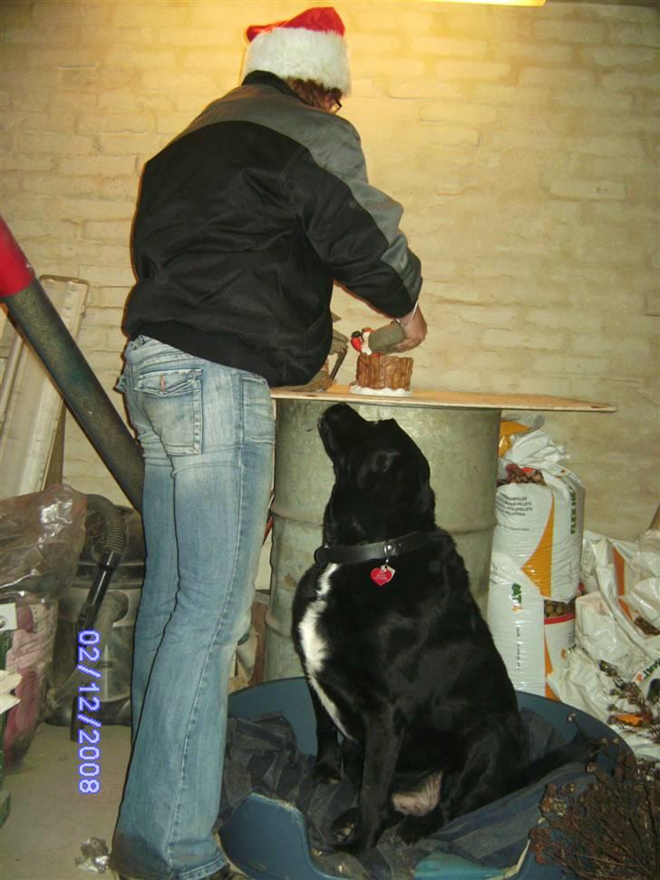 Blanding af racer Basse billede 3