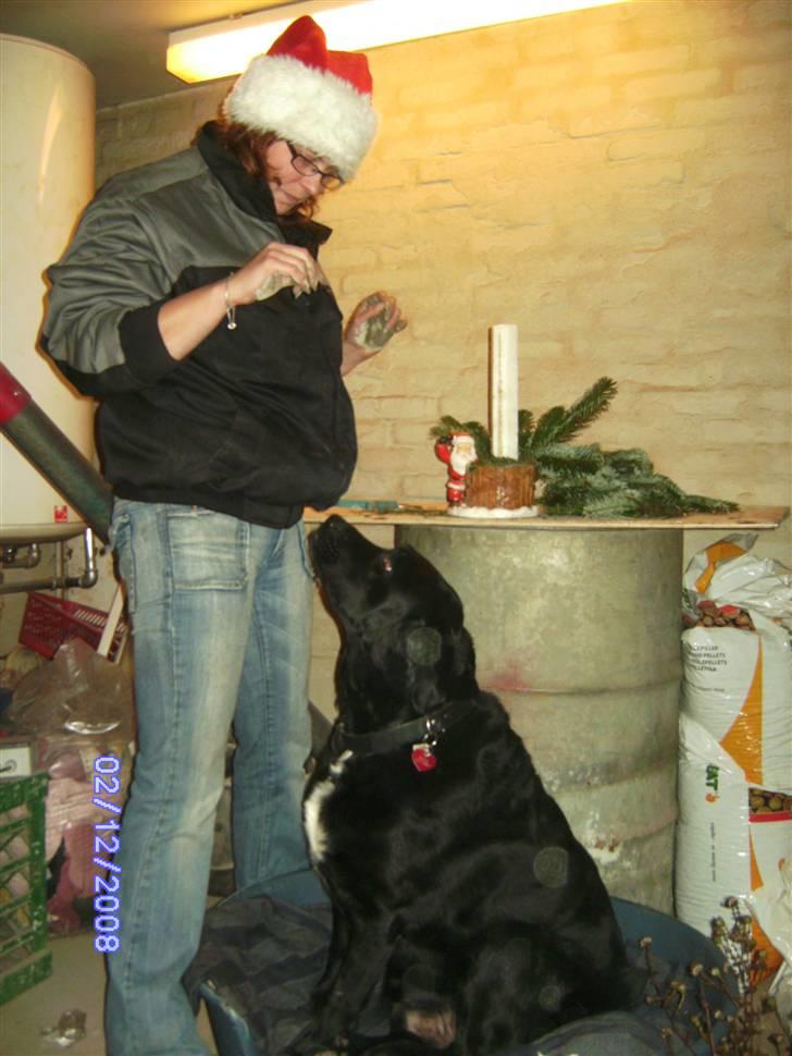 Blanding af racer Basse billede 4