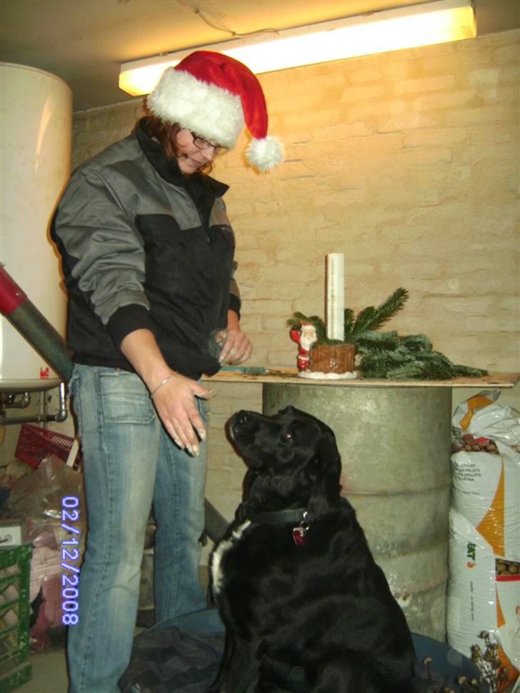 Blanding af racer Basse billede 5