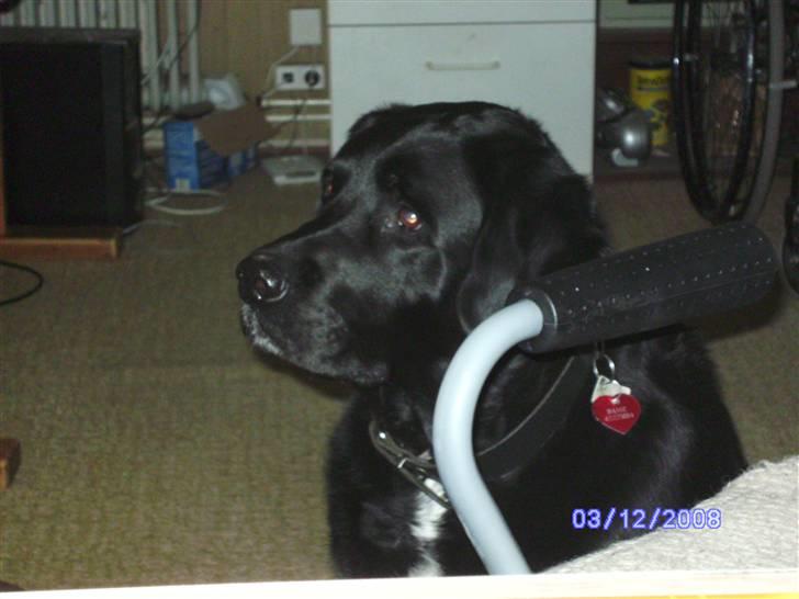 Blanding af racer Basse billede 6