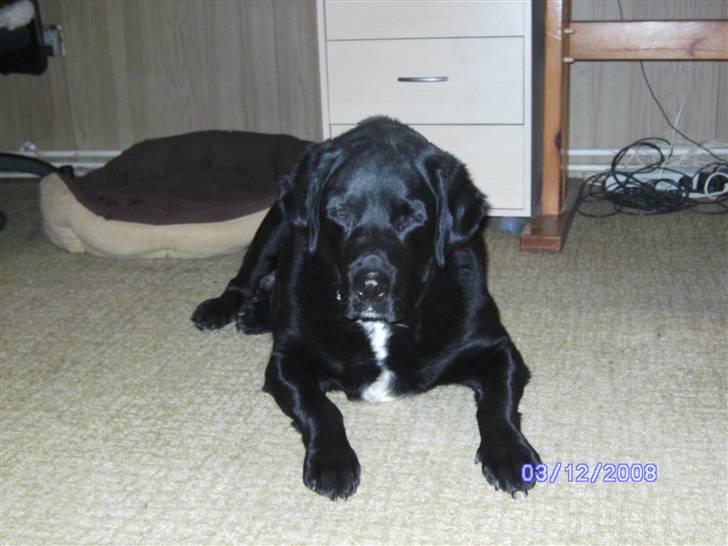 Blanding af racer Basse billede 7