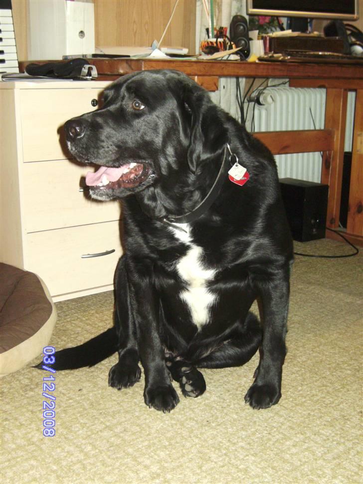 Blanding af racer Basse billede 8