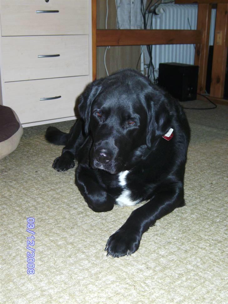 Blanding af racer Basse billede 9