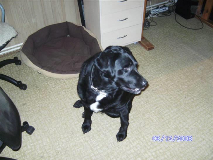 Blanding af racer Basse billede 11