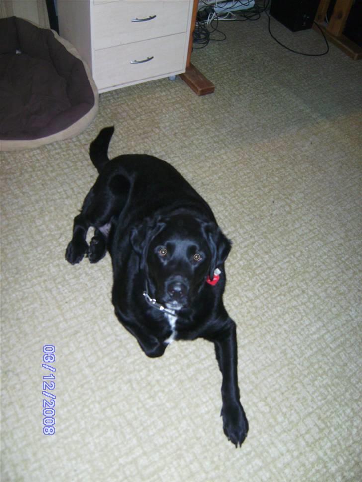 Blanding af racer Basse billede 12