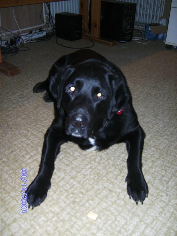 Blanding af racer Basse billede 13