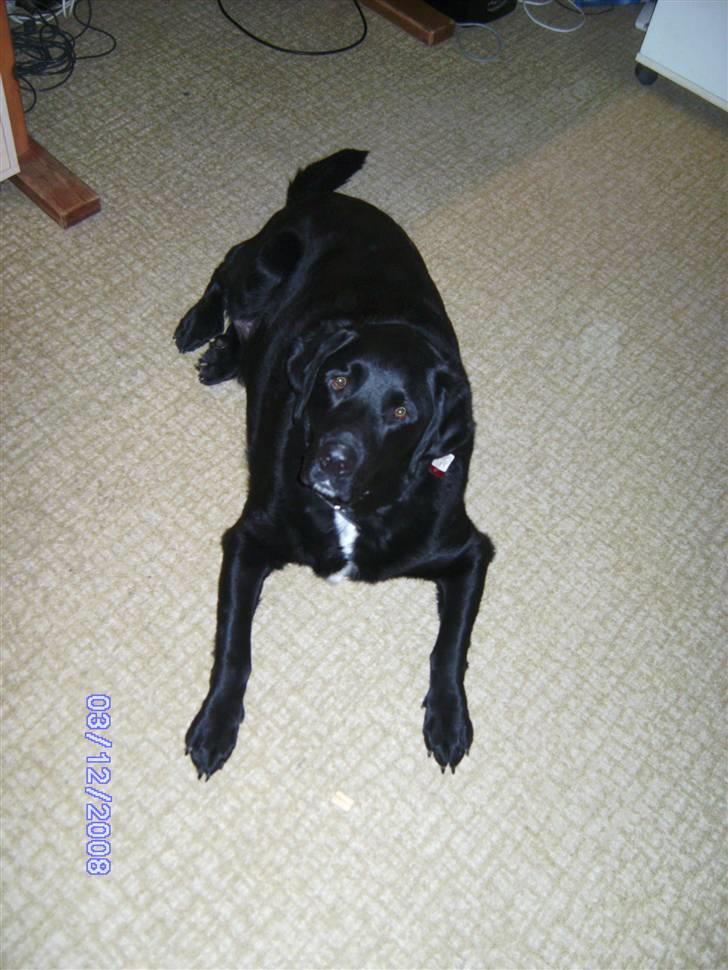 Blanding af racer Basse billede 14