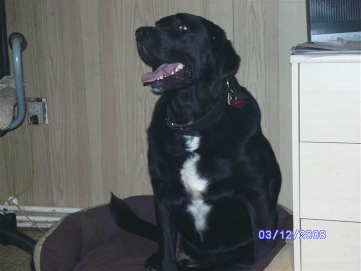 Blanding af racer Basse billede 15