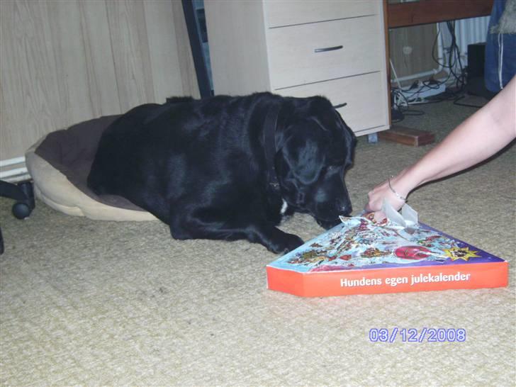 Blanding af racer Basse billede 16