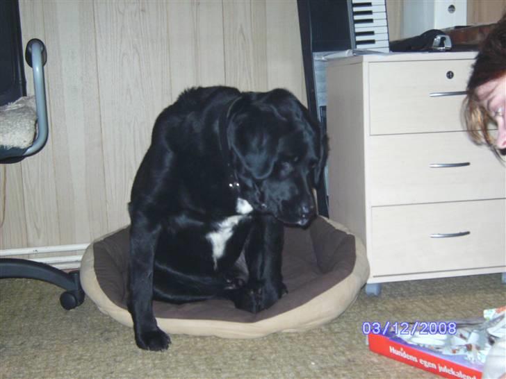 Blanding af racer Basse billede 17