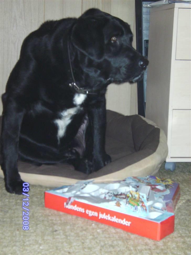 Blanding af racer Basse billede 18