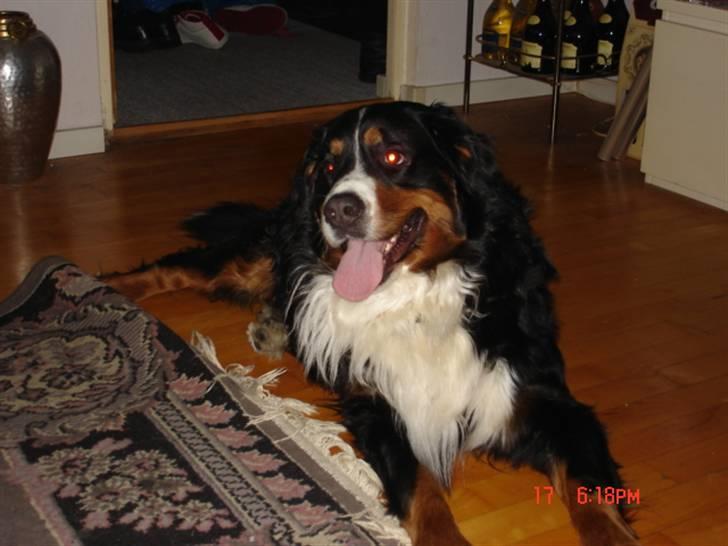 Berner sennenhund vores dina død r.i.p. billede 2