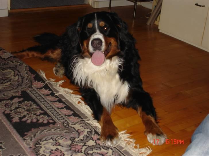 Berner sennenhund vores dina død r.i.p. billede 3