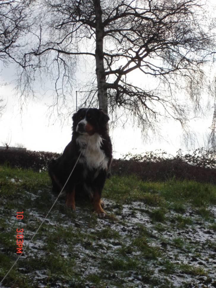 Berner sennenhund vores dina død r.i.p. billede 4