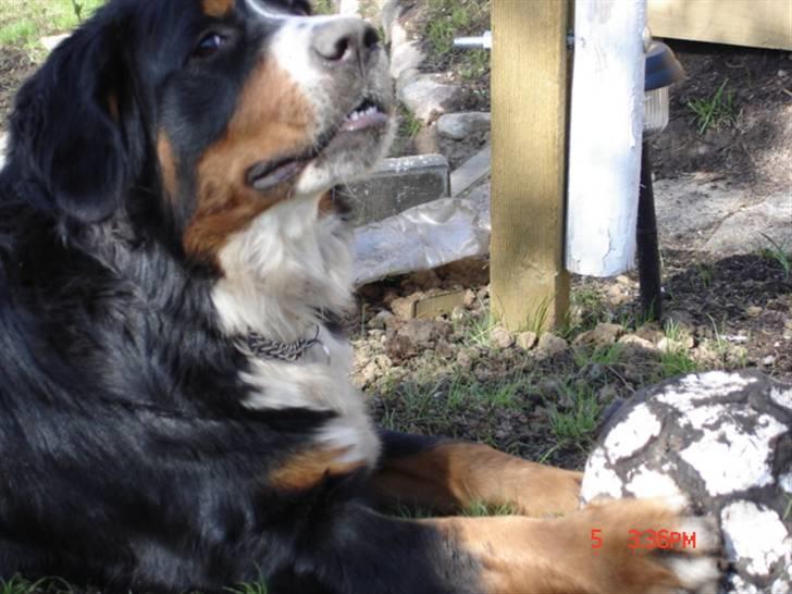 Berner sennenhund vores dina død r.i.p. billede 5