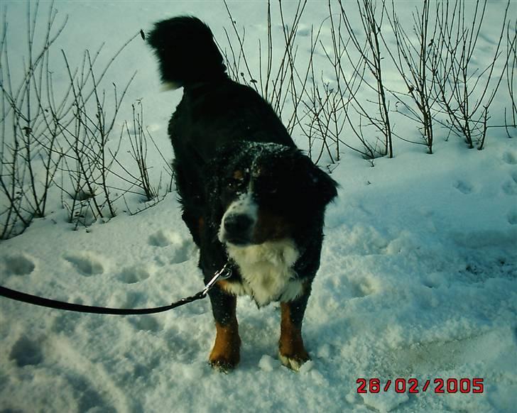 Berner sennenhund vores dina død r.i.p. - hun elsked sne den lille :) hun vælted i det og spise det hehe grinte meget af det  billede 6