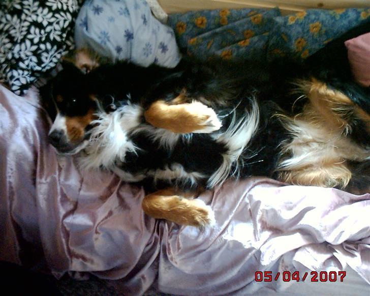 Berner sennenhund vores dina død r.i.p. - hun elsked senge men da vi opdage hende glemte hun sig hehe :P billede 7