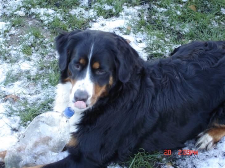 Berner sennenhund vores dina død r.i.p. - hun elsked flasker det var hendes hobby hun leged med dem og den sku bare ødelægges hehe:) billede 8