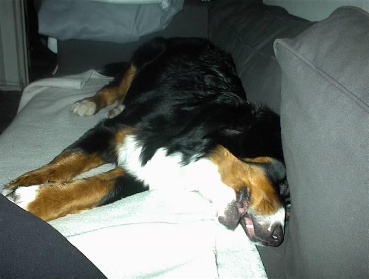 Berner sennenhund vores dina død r.i.p. - dette billed er så sødt smiler billede 9