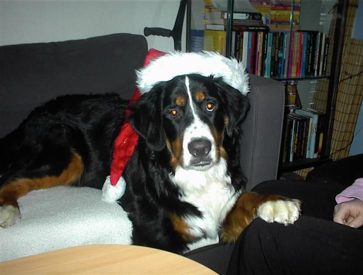 Berner sennenhund vores dina død r.i.p. - så fik hun julehue på af min søster hun var så sød billede 10