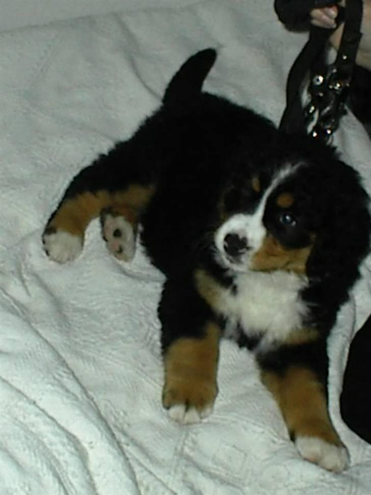 Berner sennenhund vores dina død r.i.p. - det hende som lille bitte sød var hun sku billede 11