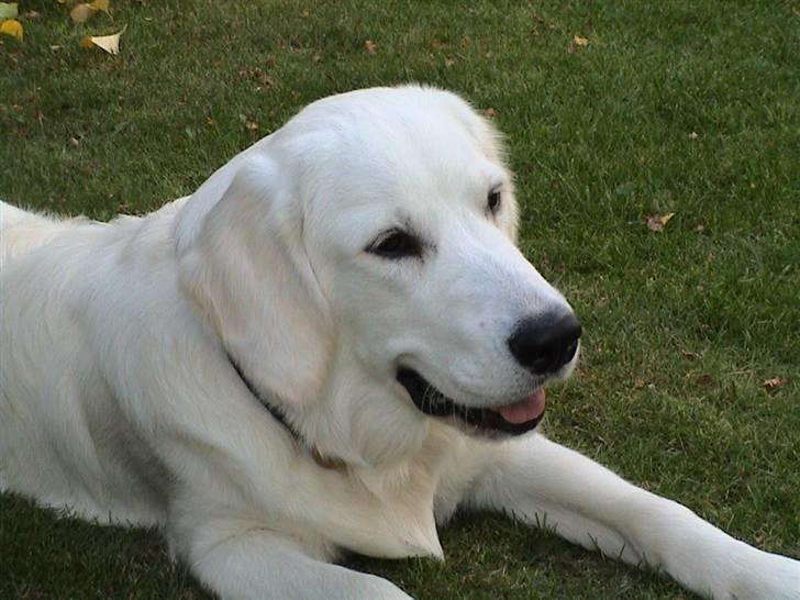 Golden retriever Joker billede 13