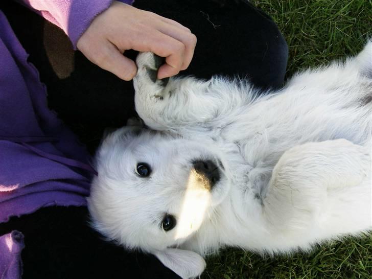 Golden retriever Joker - Findes der noget mere bedårende? billede 14