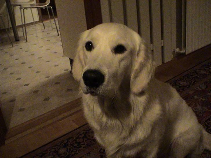 Golden retriever Joker - Indenfor (: billede 15