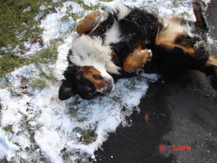 Berner sennenhund vores dina død r.i.p. billede 12