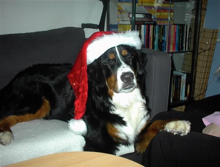 Berner sennenhund vores dina død r.i.p. billede 13