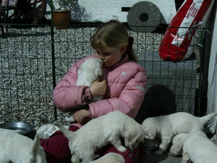 Golden retriever Joker - Joker & jeg :D <3 Flere år siden! Min mormor & morfar skulle vælge en hundehvalp (: <3 billede 16
