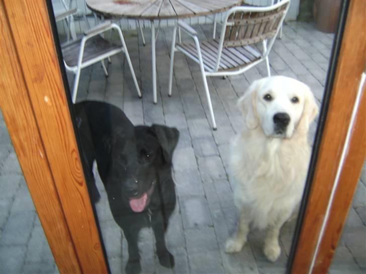 Golden retriever Joker - Happy & Joker :D billede 17