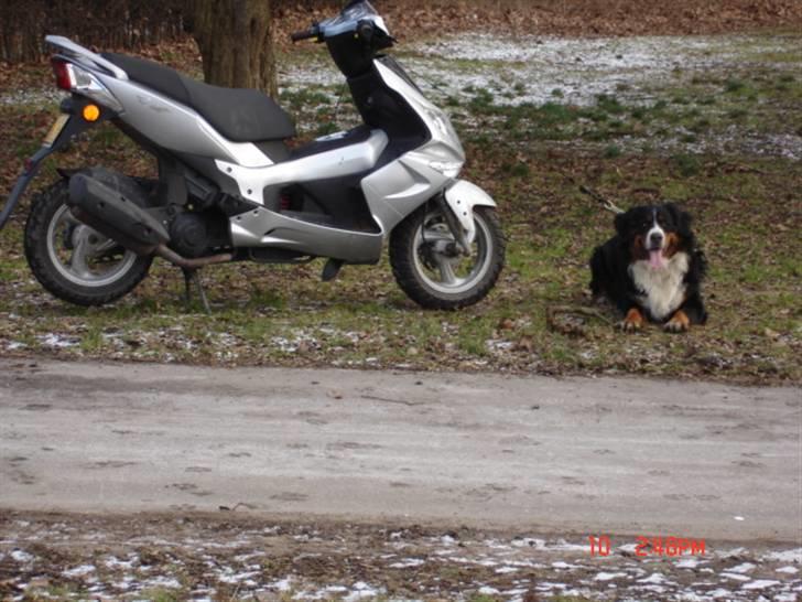 Berner sennenhund vores dina død r.i.p. - hehe dina sku lie ligge ved turboen :P  mig og kæresten i parken med hende billede 14