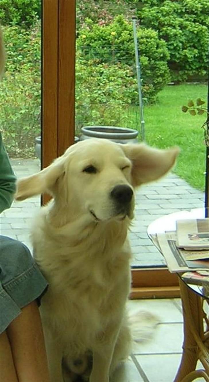 Golden retriever Joker billede 18