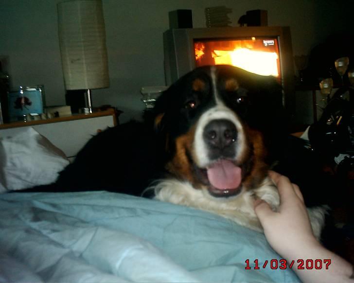 Berner sennenhund vores dina død r.i.p. billede 15