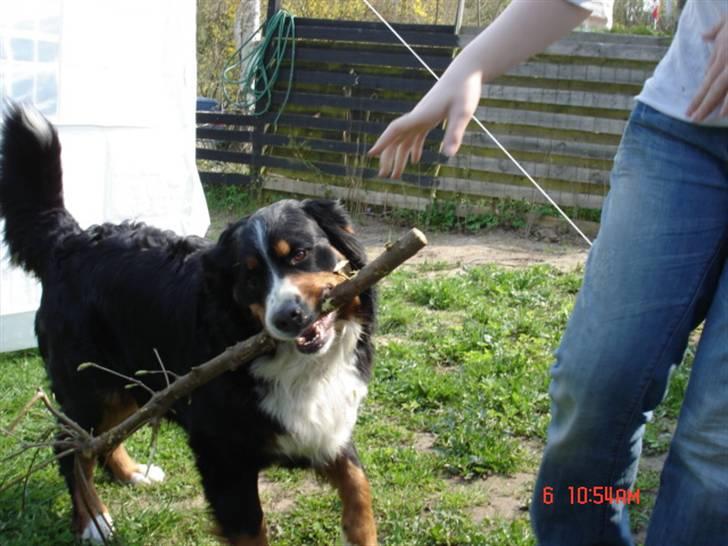 Berner sennenhund vores dina død r.i.p. billede 16