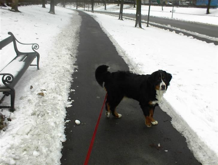Berner sennenhund vores dina død r.i.p. billede 17