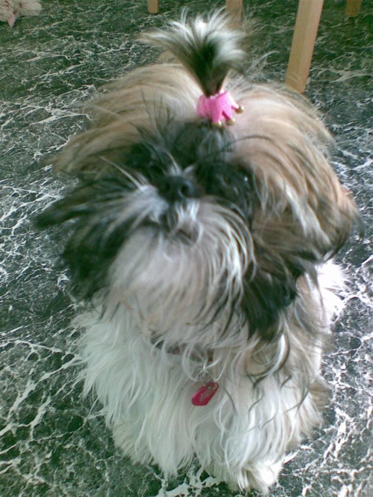 Shih tzu malu og milla her billede 20