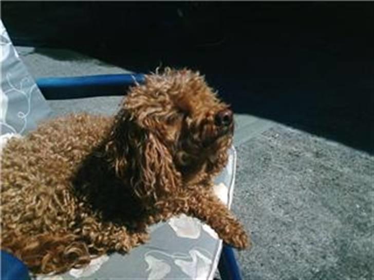 Mellempuddel Fifi *R.I.P* - tar lige en pause fra de ældre...  billede 11