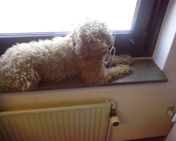 Mellempuddel Fifi *R.I.P* - holder øje med Sønder Fasanvej fra kontoret billede 12