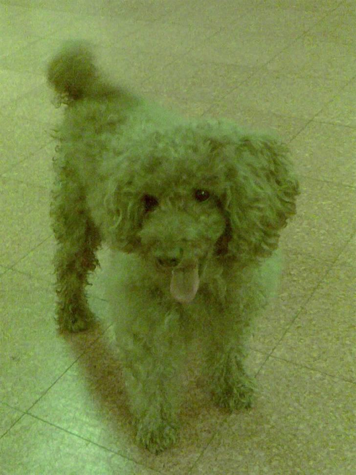 Mellempuddel Fifi *R.I.P* - kom nu gamle, kast sutten! "fifi på plejehjemmet" billede 13