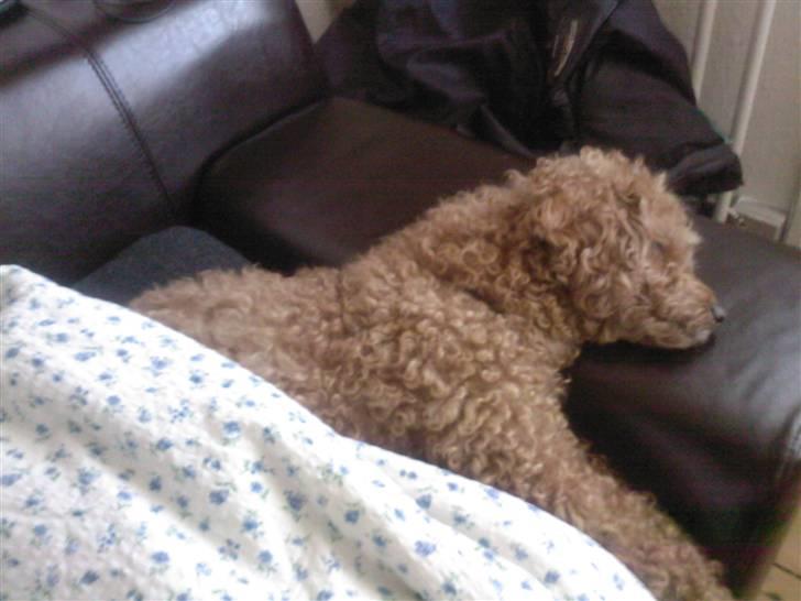 Mellempuddel Fifi *R.I.P* - træt efter en lang dag på jobbet. billede 14
