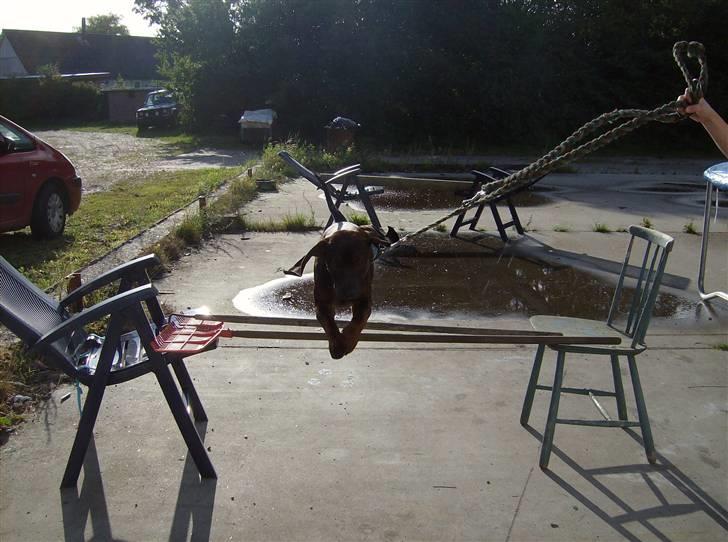 Bayersk vildtsporhund Thor <'3 - Her Sprínqer Thór en Halv Meter ;] Foto: Louise Trangberg. billede 6