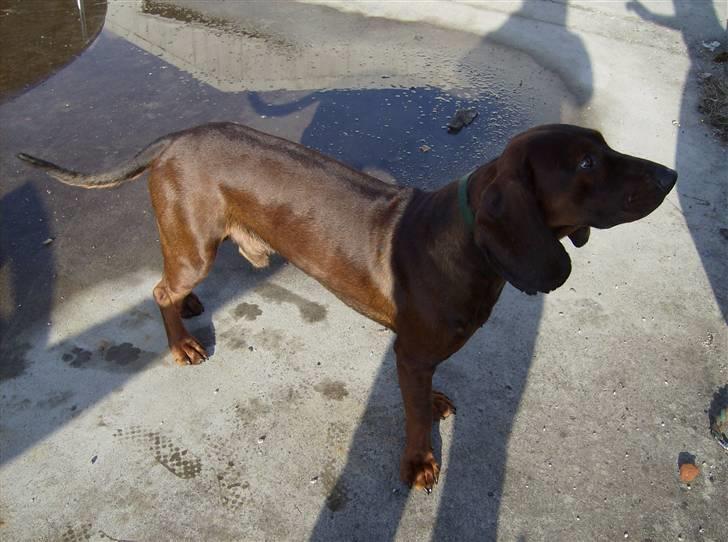 Bayersk vildtsporhund Thor <'3 - Thor Efter Springtime. Foto: Louise Trangberg. billede 7