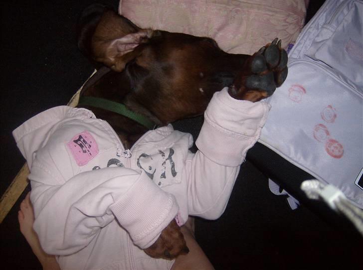 Bayersk vildtsporhund Thor <'3 - Ja <3 hvalpen er da stadig i ham <3 Foto: Kira Jensen billede 8