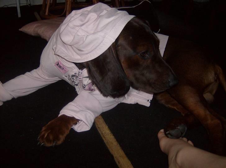 Bayersk vildtsporhund Thor <'3 - Thor Leger Gangster Med Min Lyserrøde trøje På. Foto: Kira Jensen billede 9