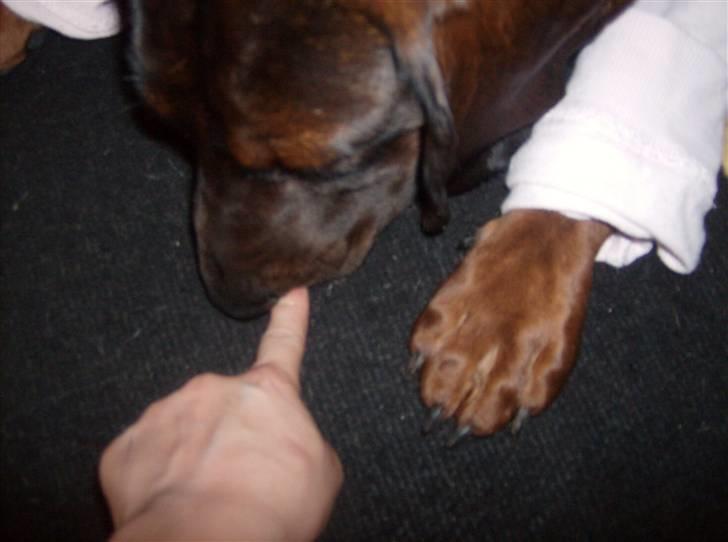 Bayersk vildtsporhund Thor <'3 - Hviser Thor, En Plet Hvor Han Har Sat Neglen I ;] Foto: Kira Jensen billede 10