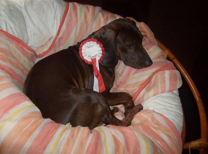 Bayersk vildtsporhund Thor <'3 - Her Ligger Thor, Med Sin "1" Plads Fra Dyrskue. Han ligger i ´´ Hans ´´ Stol, Vi Fik På Lobbemarket <3 Rigtig stolt ! | Foto: Kira  Jensen ^´´ billede 11