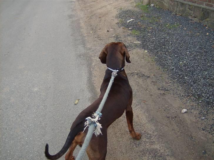 Bayersk vildtsporhund Thor <'3 - Thor Fik Øje På En ´´ Laprador ´´ Hunhund, og Syns Han Syns Hun VAr Rimlig Pæn. Foto: Kira Jensen billede 12