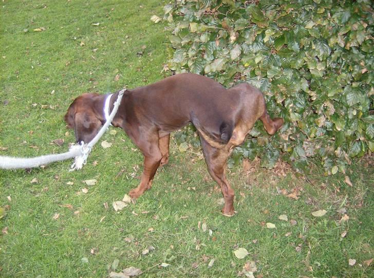 Bayersk vildtsporhund Thor <'3 - ^Thor , Ved busken Vi altid Går forbi! Foto: Kira Jensen. billede 13